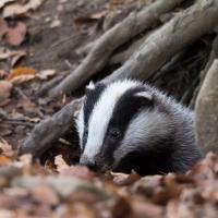 Le plus curieux de la famille