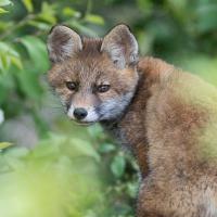 Soirée de printemps