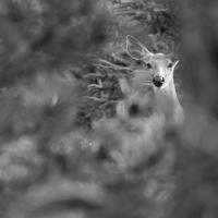 Cerf de Virginie, Canada
