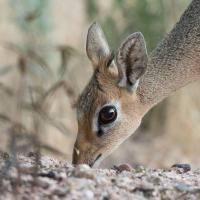 Dik-dik, Namibie
