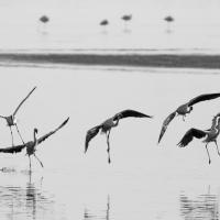 A l'atterissage, Flamans roses, Namibie