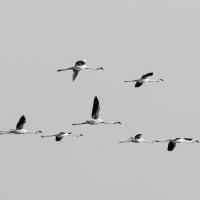 En formation, Flamans roses, Namibie