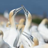 Discussion, Fous de Bassan, Canada