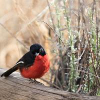 Chanteur, Namibie