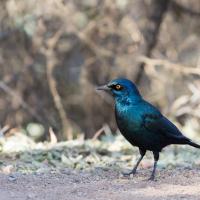 Regard perçant, Namibie
