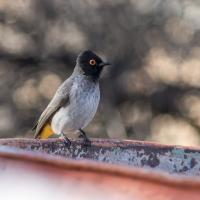 Sur le fût, Namibie