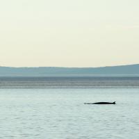 Surprise du matin, petit rorqual, Canada