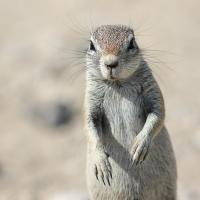 Portrait, Xerus inauris, Namibie