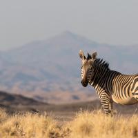 Rencontre inattendue, Zèbre de montagne, Namibie